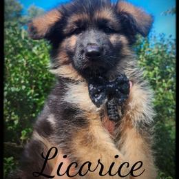 Licorice - Black male German Shepherd puppy in Fort Jennings, Ohio from Von Holtzapple German shepherds