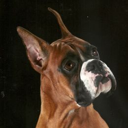 Beckham - Boxer