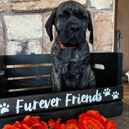 Orange collar - Chestnut brindle male Cane Corso puppy in Tucson, Arizona from Cane Corso Friends