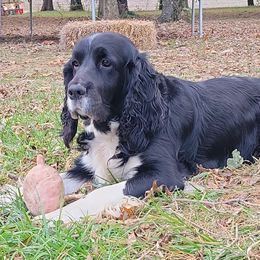 Bo - English Springer Spaniel