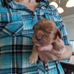 Anne - Cavalier King Charles Spaniel puppy in Layton, Utah from Shakespeare's Cavaliers