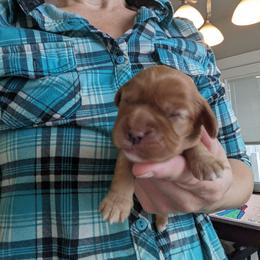 Anne - Cavalier King Charles Spaniel puppy in Layton, Utah from Shakespeare's Cavaliers