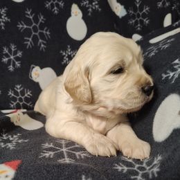 Alexis - Light golden female Golden Retriever puppy in Seymour, Missouri from High Road Golden Retrievers