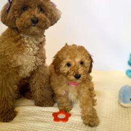 Poodle Puppies from Red Mini Poodles AZ
