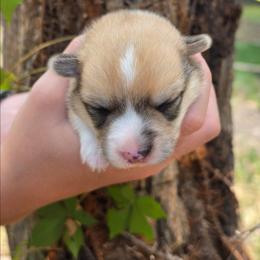 Blush - Red female Pembroke Welsh Corgi puppy in Allen, Texas from Whitecreek Corgis