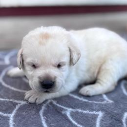 Clover - Yellow male Labrador Retriever puppy in Garnett, Kansas from Timberland Creek Labradors