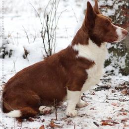 Cardigan Welsh Corgi puppies from Red White & Bluie Corgi
