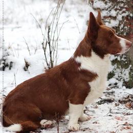 Cardigan Welsh Corgi puppies from Red White & Bluie Corgi