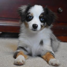 German Shorthaired Pointer, Miniature American Shepherd, Miniature Australian Shepherd, and Toy Australian Shepherd Puppies from Foxtail Hollow