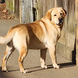 Charlie - Labrador Retriever