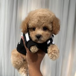 Laurent - Cream male Poodle puppy in Matteson, Illinois from Chitownpupz