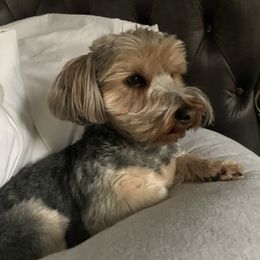 Capi - Yorkshire Terrier