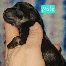Boy 1 - Salt and pepper male Miniature Schnauzer puppy in Biscoe, North Carolina from Clouser's Bodacious Danes