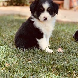 Australian Shepherd and Miniature Australian Shepherd Puppies from Magic Ranch Mini Aussies