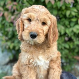 Bentley - Apricot male Goldendoodle puppy in Chelan, Washington from North Cascades Doodles