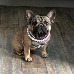 Gracie - French Bulldog