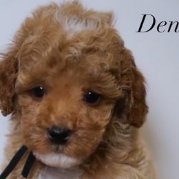 Denzel - Poodle puppy in New Jersey from TK Poodles