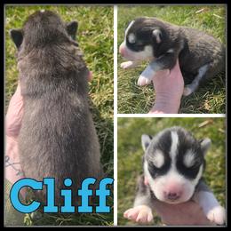 Cliff - Black and white male Siberian Husky puppy in Wheeler, Michigan from Haase Family Kennels