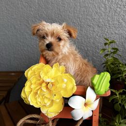 Buddy - Gold male Yorkshire Terrier puppy in Cape Coral, Florida from Katherine’s Yorkies and Poodles