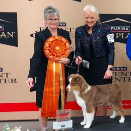 Ike - Miniature American Shepherd