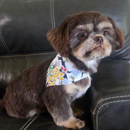 Willie - Chocolate and tan male Shih Tzu puppy in Molino, Florida from 1st Passion Shih Tzus