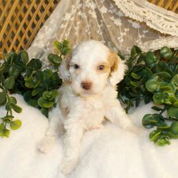 Apricot Parti Female - Parti female Poodle puppy in Belgreen, Alabama from Scott’s Farm Poodles and Doodles