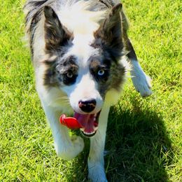 Ducki - Border Collie