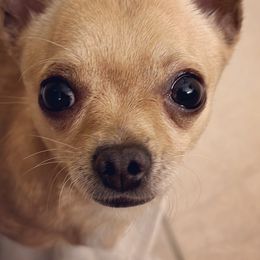 Chihuahuas from Little Family Paws