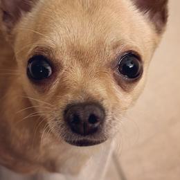 Chihuahuas from Little Family Paws
