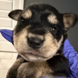 Girl 1 - Black and silver female Miniature Schnauzer puppy in Avondale, Arizona from Campos Schnauzers