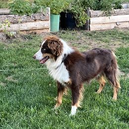 Timber - Australian Shepherd