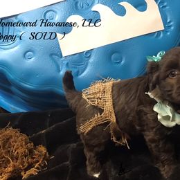 Havanese Puppies from Homeward Havanese, LLC