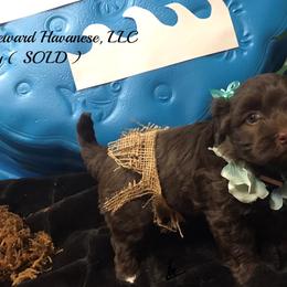 Havanese Puppies from Homeward Havanese, LLC