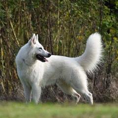 Berger Blanc Suisses from Perla Ice White Swiss Shepherds