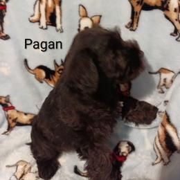 Pagan - Black female Miniature Schnauzer puppy in Midland, Texas from Shebbies Puppy Palace