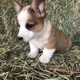 Pembroke Welsh Corgi Puppies from Naomi’s Corgis