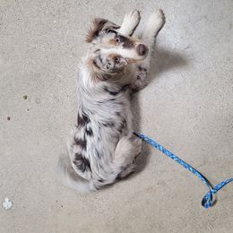Australian Shepherd Puppies from Howlin' Wolf K9's