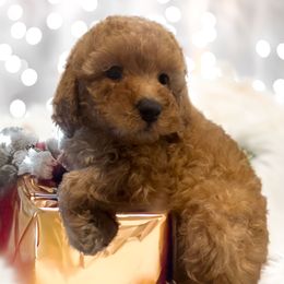 Girl - Peach - Red  female Goldendoodle puppy in Caldwell, Idaho from Idaho Mini Doodles