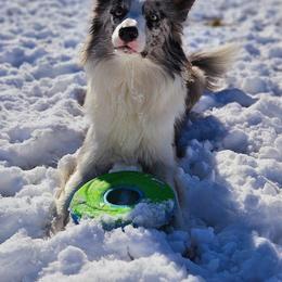 Border Collie All Grown Up from Botanical Border Collies