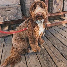 Gracie - Australian Labradoodle