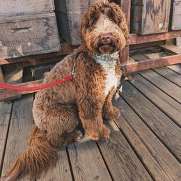 Gracie - Australian Labradoodle