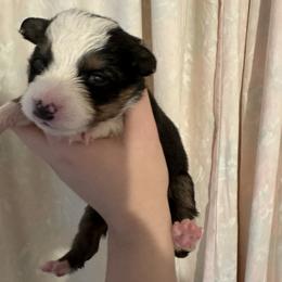 Border Collie Puppies from Athena’s Collies