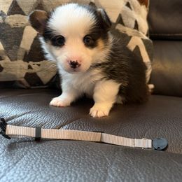 Trooper - Black and tan male Pembroke Welsh Corgi puppy in Battle Ground, Washington from Westbrooke Kennels