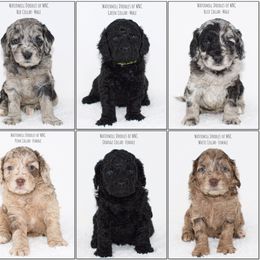 Australian Labradoodle and Cockapoo Puppies from Watermill Doodles of WNC