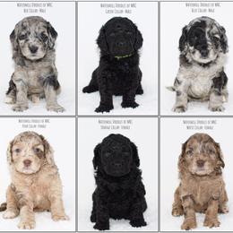 Australian Labradoodle and Cockapoo Puppies from Watermill Doodles of WNC