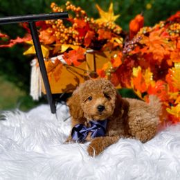 Finn - Red male Cavapoo puppy in North Carolina from NC Doodle Puppies