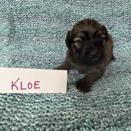 Kloe - Gold sable female Havana Silk Dog puppy in Marlboro, Vermont from Maplewood Silks