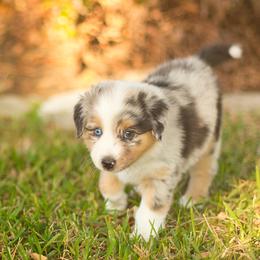 Paul - Blue merle male Australian Shepherd puppy in Pattison, Texas from Legacy Water Australian Shepherds