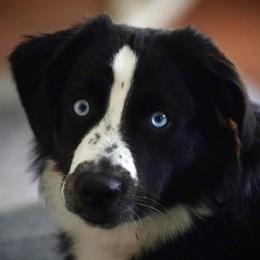 Riker - Miniature American Shepherd