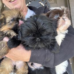 Magic - Black male Shih Tzu puppy in Bentonville, Arkansas from T & D Dachshunds by design